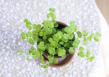 文章讲述奄奄一息的意思