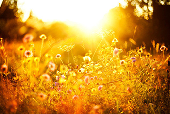 文章的主要内容是借解说衣衫褴褛的意思